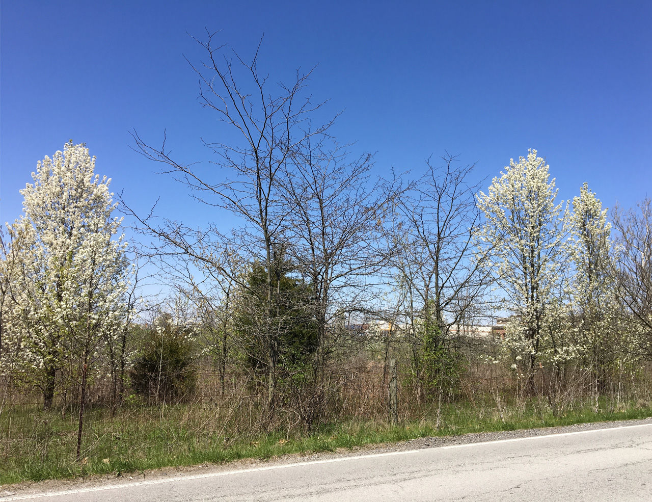 Bradford Pear 2